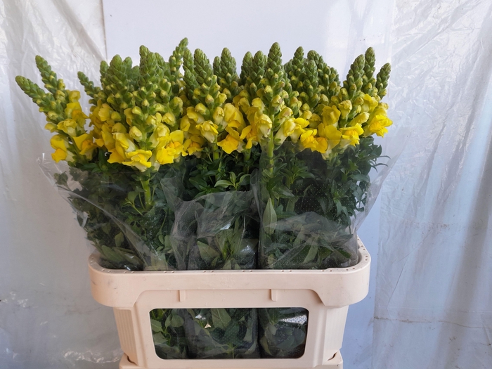 <h4>ANTIR LEGEND YELLOW</h4>