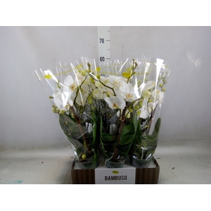 Phalaenopsis   ...white