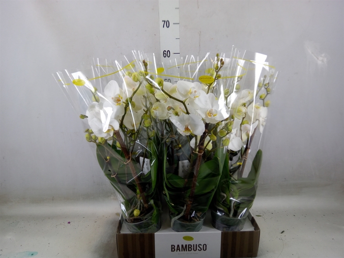 <h4>Phalaenopsis   ...white</h4>