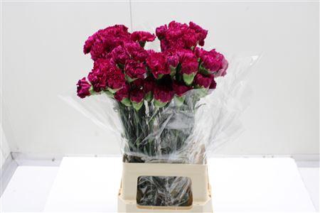 <h4>Di St Golem</h4>