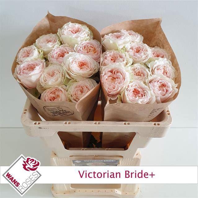 <h4>ROSA GR 'VICTORIAN BRIDE'</h4>