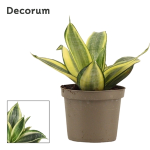 Sansevieria Hahnii 9 cm Golden Hahnii (Decorum)