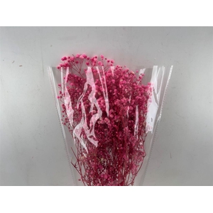Pres Gypsophilla Light Pink 100gr Bunch