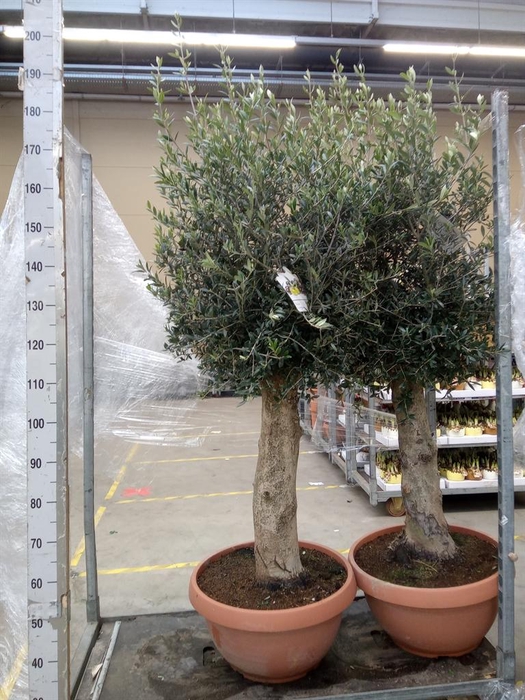 <h4>Olea europaea</h4>