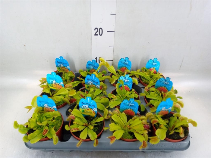 <h4>Dionaea muscipula</h4>