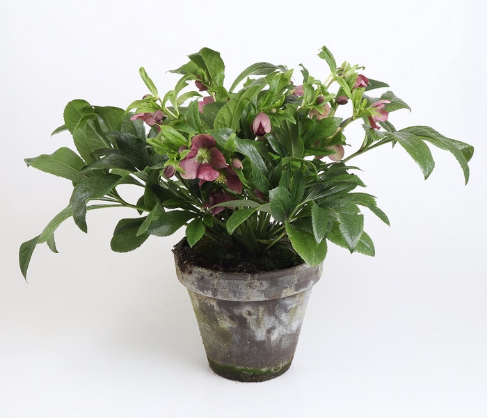 <h4>HELLEBORUS ORIENTALIS  VICTORIA  P20</h4>