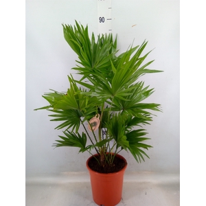 Livistona rotundifolia