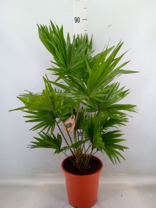 <h4>Livistona rotundifolia</h4>