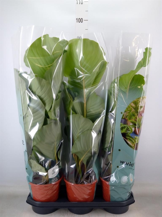 <h4>Calathea orbifolia</h4>