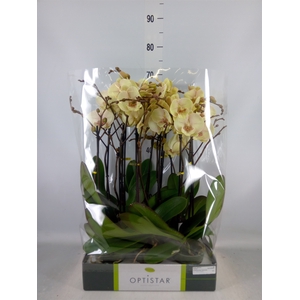 Phalaenopsis   ...yellow