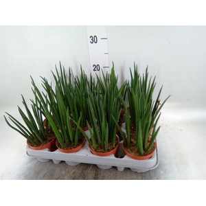 Sansevieria bacularis