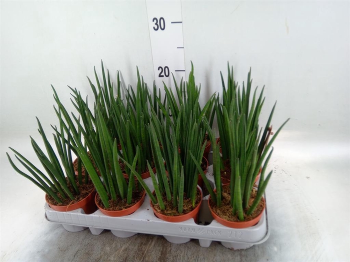 <h4>Sansevieria bacularis</h4>