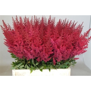 Astilbe Ar Paul Gaarder