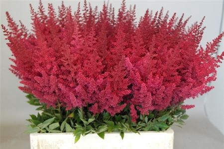 Astilbe Ar Paul Gaarder