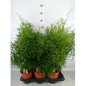 Asparagus falcatus