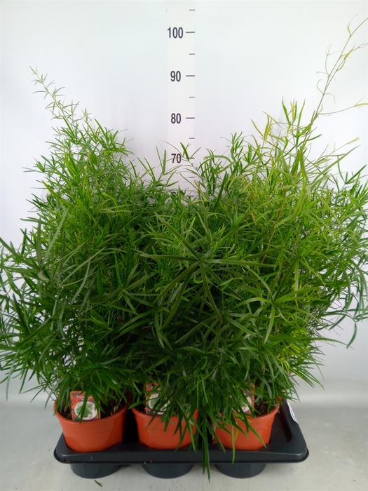<h4>Asparagus falcatus</h4>