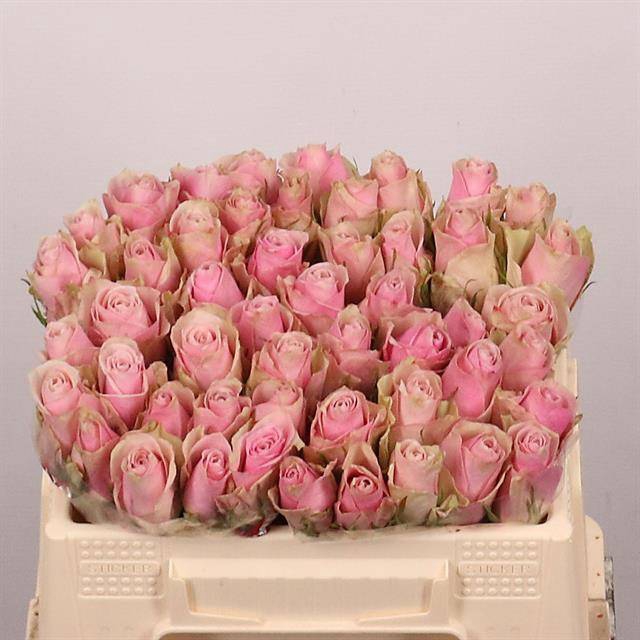 <h4>R GR PINK ATHENA</h4>
