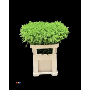 Solidago Green 80cm