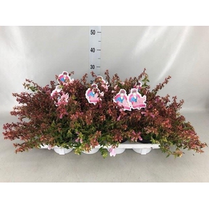 Abelia   ...