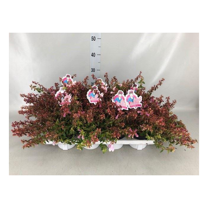 <h4>Abelia ...</h4>