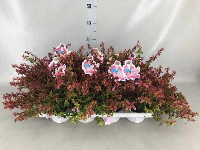 Abelia   ...