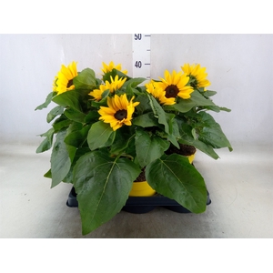 Helianthus an.   ...