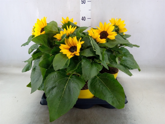 <h4>Helianthus an.   ...</h4>