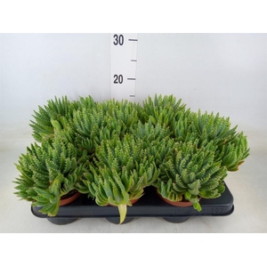 Aloe brevifolia
