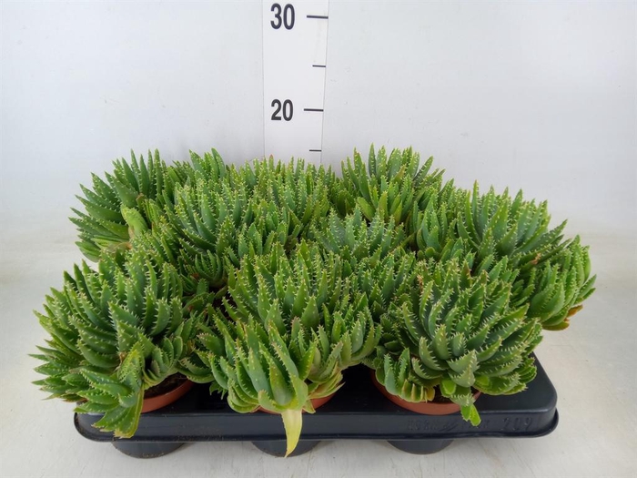 <h4>Aloe brevifolia</h4>