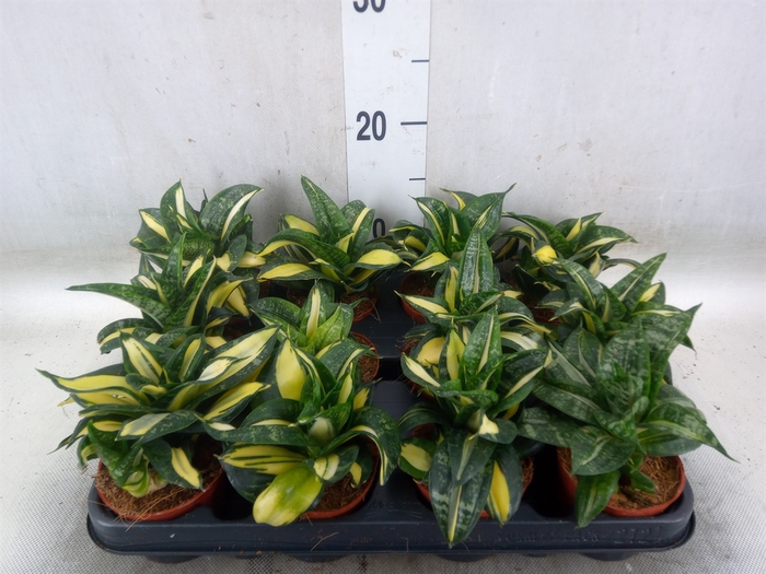 <h4>Sansevieria trifa. 'Hahnii'</h4>