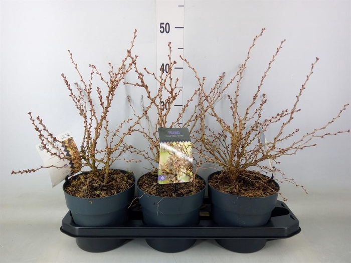 <h4>Prunus incisa 'Kojou-no-mai'</h4>