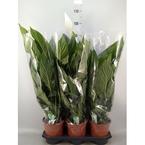 Spathiphyllum  'Bingo Cupido'