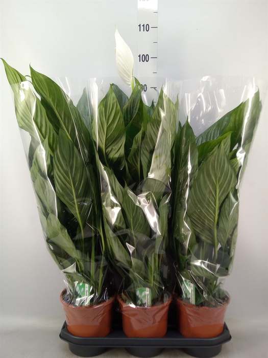 <h4>Spathiphyllum  'Bingo Cupido'</h4>
