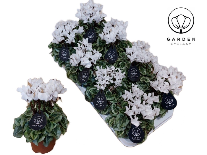 <h4>Cyclamen GARDEN DONATELLO WIT</h4>