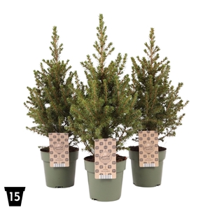 Picea glauca 'December' P15