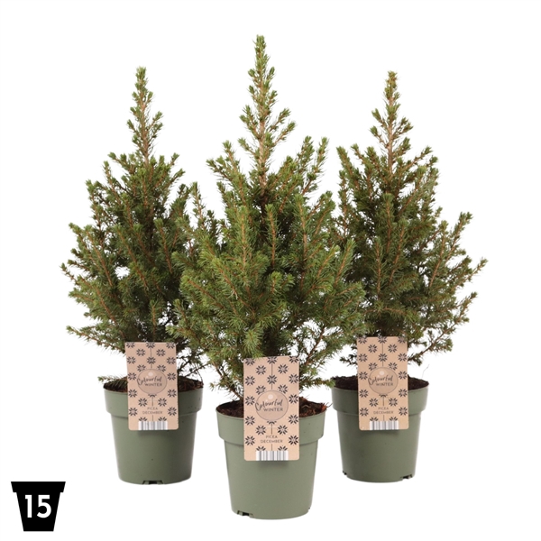 <h4>Picea glauca 'December' P15</h4>