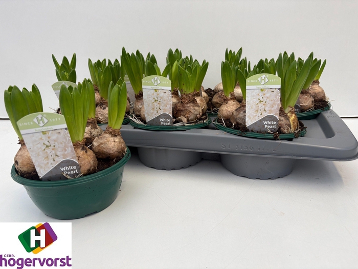 <h4>HYACIN WHITE PEARL</h4>