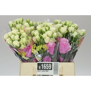 Rosa Tr Snow Flake A2