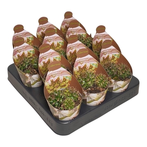 GYMNO OV