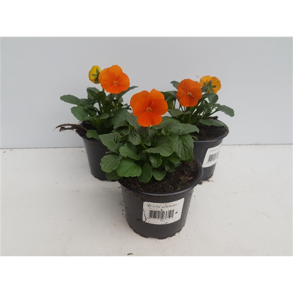 <h4>Viola cornuta oranje</h4>