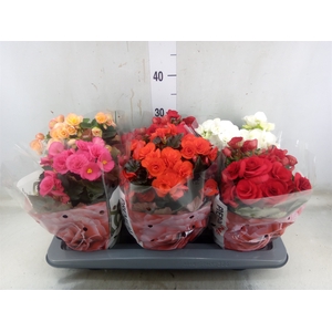 Begonia elat. DU   ...mix
