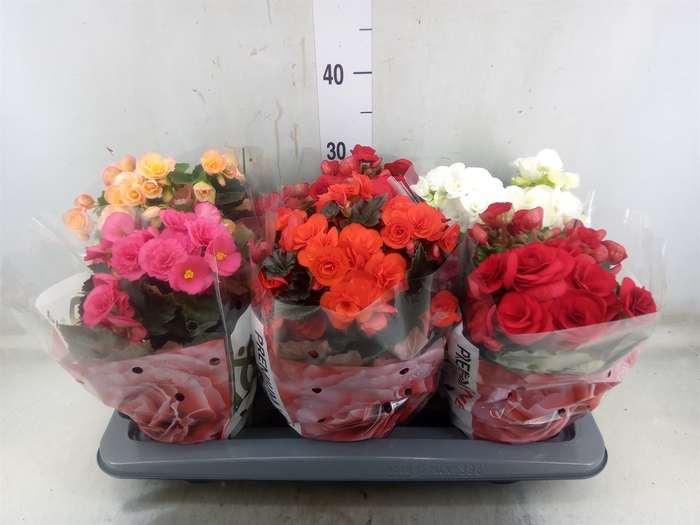 <h4>Begonia elat. DU   ...mix</h4>