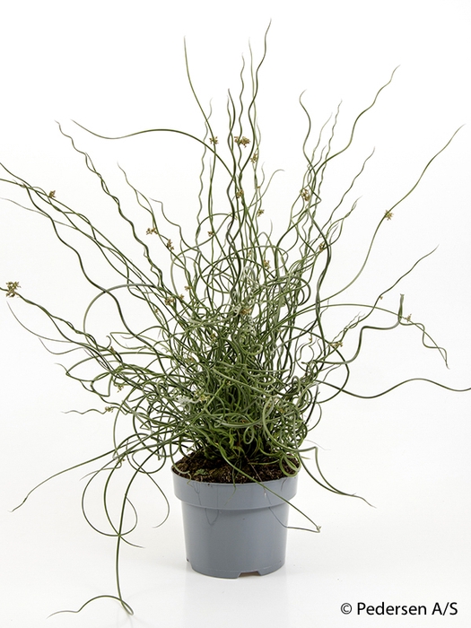 <h4>JUNCUS SPIRALLIS</h4>