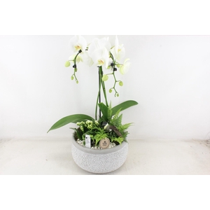 arr2 PL - Ker. barok grijs phal. paraplu