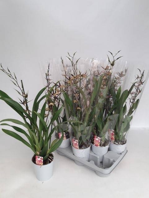 <h4>BRASSIA SUMMER DREAM</h4>