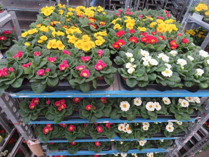 <h4>PRIM AC MIXK</h4>