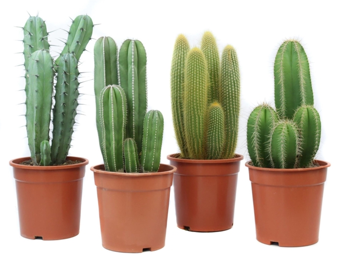 <h4>Cactus   ...</h4>