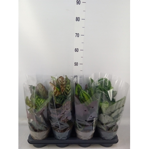 Calathea   ...mix 4