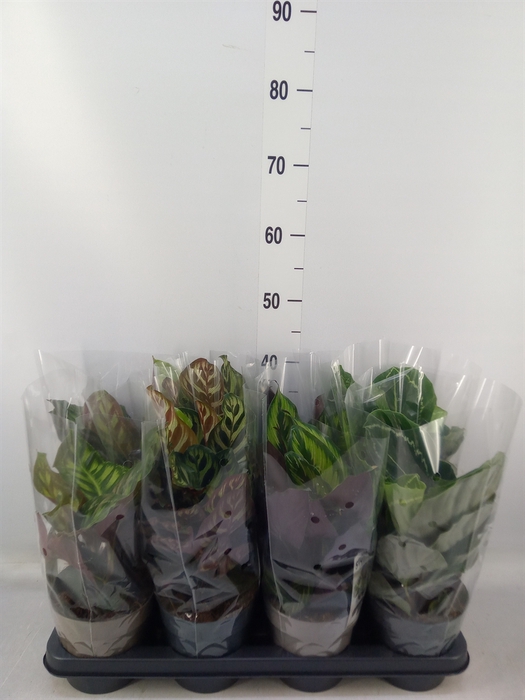 <h4>Calathea   ...mix 4</h4>