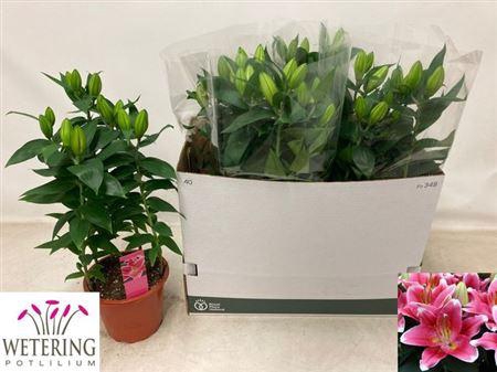 <h4>Lil Or Sunny Robyn 5pp</h4>